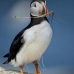 puffin_atlantic_msi_v_1551_can1172.jpg